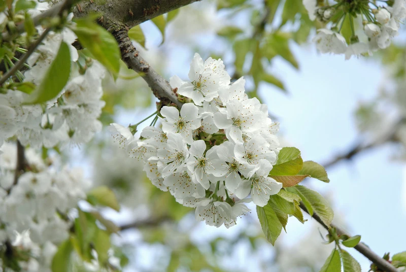 Hedelfinger Riesenkirsche Prunus Avium `Hedelfinger Riesenkirsche´ 2 Hedelfinger Riesenkirsche Prunus Avium `Hedelfinger Riesenkirsche´ – Bild 2