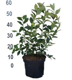 Heidelbeere - Reka Vaccinum Corymbosum `Reka´ -Deutschland Gartenbedarf Verkäufe 2024 Heidelbeere reka 2