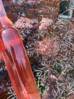 Holunder Black Lace ® Sambucus Nigra `Black Lace´ -Deutschland Gartenbedarf Verkäufe 2024 Holunderbl ten Likor rosa