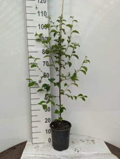 Chinesische Quitte / Holzquitte Pseudocydonia Sinensis -Deutschland Gartenbedarf Verkäufe 2024 Holzquitte