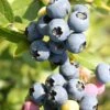 Heidelbeere `Hortblue Petite´ Kompakt Wachsend Vaccinum Corymbosum `Hortblue Petite´