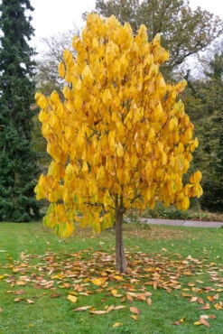 Veredelte Indianerbanane `NC1´ Asimina Triloba `NC1´ 6 Veredelte Indianerbanane `NC1´ Asimina Triloba `NC1´ -Deutschland Gartenbedarf Verkäufe 2024 Indianerbanane BaumX9YxOaCcQe81l