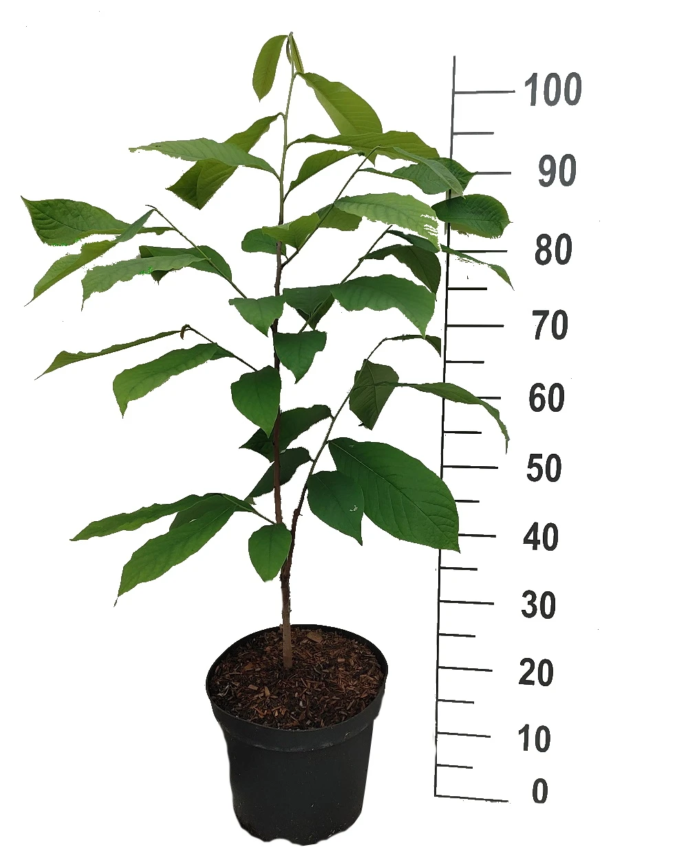 Veredelte Indianerbanane `Mango´ Asimina Triloba `Mango´ 2 Veredelte Indianerbanane `Mango´ Asimina Triloba `Mango´ – Bild 2