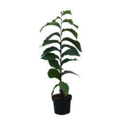 Indianerbanane (Paw Paw) Asimina Triloba 7 Indianerbanane (Paw Paw) Asimina Triloba -Deutschland Gartenbedarf Verkäufe 2024 Indianerbanane weiss