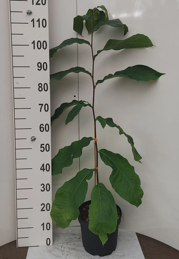 Veredelte Indianerbanane `NC1´ Asimina Triloba `NC1´ 4 Veredelte Indianerbanane `NC1´ Asimina Triloba `NC1´ – Bild 4