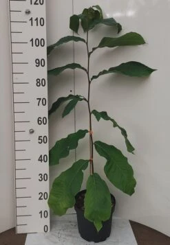 Veredelte Indianerbanane `Prolific´ Asimina Triloba `Profilic´ 7 Veredelte Indianerbanane `Prolific´ Asimina Triloba `Profilic´ -Deutschland Gartenbedarf Verkäufe 2024 Indianerbanane weissUlvLMu4s0J9e2