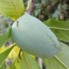 Veredelte Indianerbanane `Allegheny´® Peterson Pawpaws® Asimina Triloba `Allegheny´