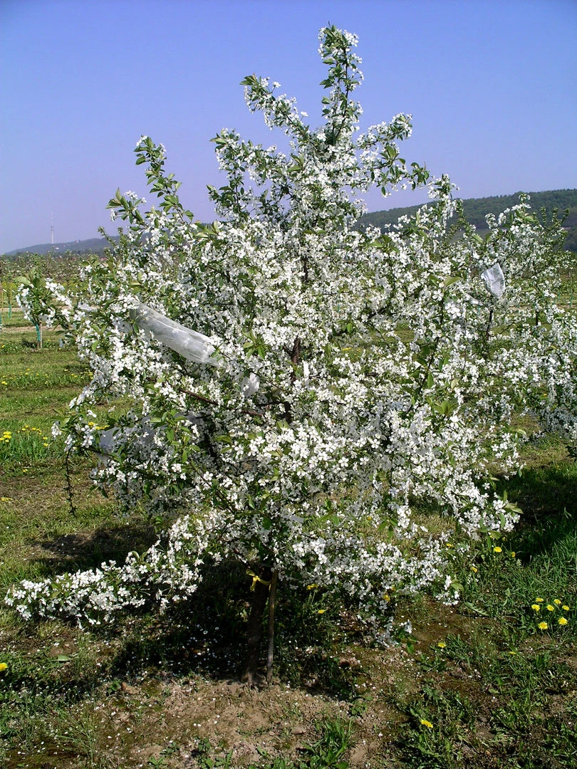 Sauerkirsche `Jade´ (S), Wurzelecht (kleinbleibend) Prunus Cerasus `Jade´ 2 Sauerkirsche `Jade´ (S), Wurzelecht (kleinbleibend) Prunus Cerasus `Jade´ – Bild 2