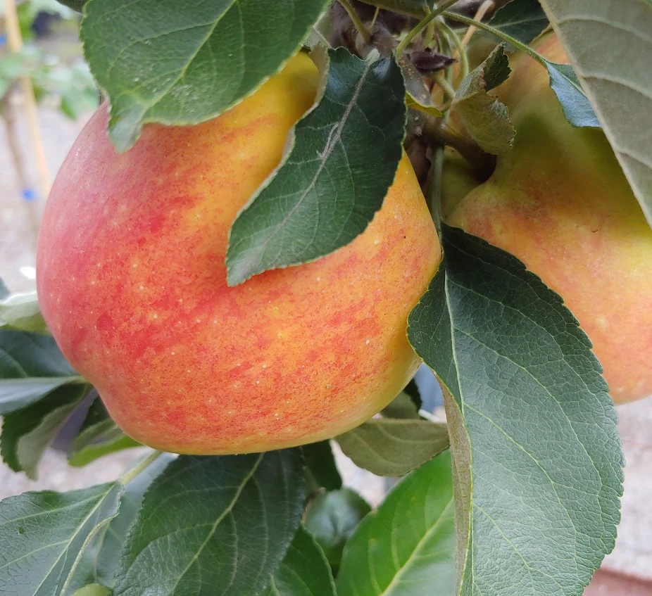 Säulenapfel `James Grieve Super Compact ®´ Malus Domestica `James Grieve Super Compact´ 2 Säulenapfel `James Grieve Super Compact ®´ Malus Domestica `James Grieve Super Compact´ – Bild 2