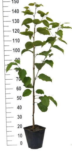 Japanischer Rosinenbaum Hovenia Dulcis -Deutschland Gartenbedarf Verkäufe 2024 Japanischer rosinenbaum weiss