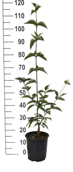 Großfrüchtige Kornelkirsche `Jolico´ Cornus Mas `Jolico´ 7 Großfrüchtige Kornelkirsche `Jolico´ Cornus Mas `Jolico´ -Deutschland Gartenbedarf Verkäufe 2024 Jolico Kornelkirsche weiss