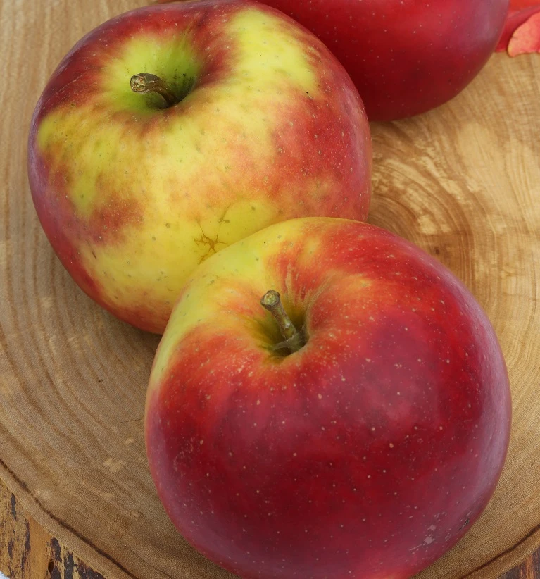 Jonagold Malus Domestica 2 Jonagold Malus Domestica – Bild 2