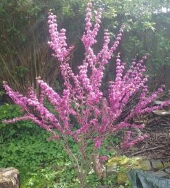 Judasbaum Cercis Siliquastrum -Deutschland Gartenbedarf Verkäufe 2024 Judasbaum