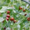 Jujube / Chinesische Dattel / Brustbeere `Li´ Ziziphus Jujuba