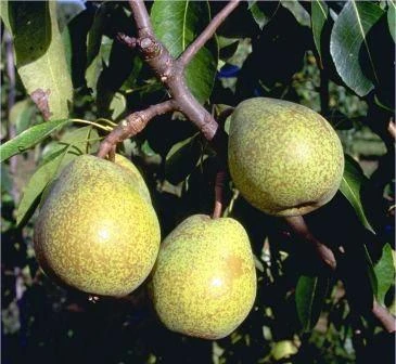 Köstliche Von Charneu Pyrus Communis `Köstliche Von Charneu´ 1 Köstliche Von Charneu Pyrus Communis `Köstliche Von Charneu´