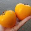 Kaki `Fuyu´ Diospyrus Kaki `Fuyu´