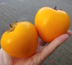 Kaki `Fuyu´ Diospyrus Kaki `Fuyu´