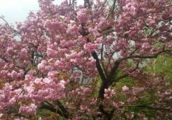 Zierkirsche `Kanzan´ Prunus Serrulata `Kanzan´ 6 Zierkirsche `Kanzan´ Prunus Serrulata `Kanzan´ -Deutschland Gartenbedarf Verkäufe 2024 Kanzan Kirsche