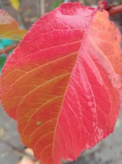 Zierkirsche `Kanzan´ Prunus Serrulata `Kanzan´ 7 Zierkirsche `Kanzan´ Prunus Serrulata `Kanzan´ -Deutschland Gartenbedarf Verkäufe 2024 Kanzan herbstf rbung