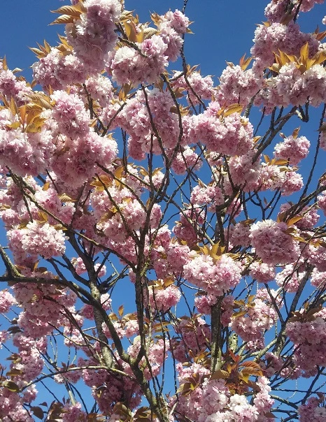 Zierkirsche `Kanzan´ Prunus Serrulata `Kanzan´ 2 Zierkirsche `Kanzan´ Prunus Serrulata `Kanzan´ – Bild 2