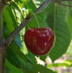 Säulensauerkirsche `Jachim´ Prunus Cerasus `Jachim´ 9 Säulensauerkirsche `Jachim´ Prunus Cerasus `Jachim´ -Deutschland Gartenbedarf Verkäufe 2024 KirscheqrHhSGMlGgmAy