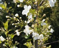 Zwergsauerkirsche Kobold Prunus Cerasus `Kobold´ -Deutschland Gartenbedarf Verkäufe 2024 Kobold Bl te