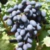Kodrianka Vitis `Kodrianka´