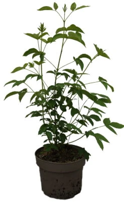 Kolchische Pimpernuss Staphylea Colchica -Deutschland Gartenbedarf Verkäufe 2024 Kolchische Pimpernuss