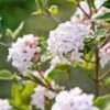 Koreanischer Duft-Schneeball Viburnum Carlesii