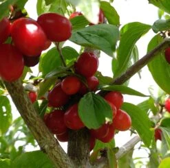 Großfrüchtige Kornelkirsche `Jolico´ Cornus Mas `Jolico´ 6 Großfrüchtige Kornelkirsche `Jolico´ Cornus Mas `Jolico´ -Deutschland Gartenbedarf Verkäufe 2024 Kornelkirsche jolico