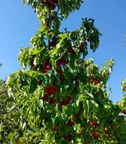 Deutschland Gartenbedarf Verkäufe 2024 21 Großfrüchtige Kornelkirsche `Jolico´ Cornus Mas `Jolico´