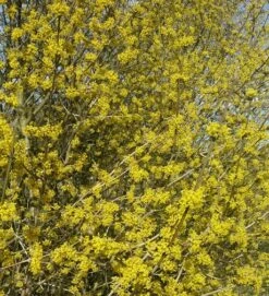 Großfrüchtige Kornelkirsche `Schönbrunner Gourmet Dirndl´ Cornus Mas `Schönbrunner Gourmetdirndl´ 7 Großfrüchtige Kornelkirsche `Schönbrunner Gourmet Dirndl´ Cornus Mas `Schönbrunner Gourmetdirndl´ -Deutschland Gartenbedarf Verkäufe 2024 Kornelkirschen