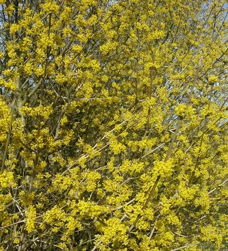 Großfrüchtige Kornelkirsche `Schönbrunner Gourmet Dirndl´ Cornus Mas `Schönbrunner Gourmetdirndl´ 3 Großfrüchtige Kornelkirsche `Schönbrunner Gourmet Dirndl´ Cornus Mas `Schönbrunner Gourmetdirndl´ – Bild 3