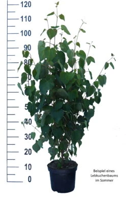 Lebkuchenbaum / Katsurabaum Cercidiphyllum Japonicum -Deutschland Gartenbedarf Verkäufe 2024 Lebkuchenbaum weiss