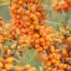 Sanddorn-Set - Männl. Und Weibl. Pflanze Hippophae Rhamnoides
