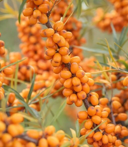 Sanddorn-Set - Männl. Und Weibl. Pflanze Hippophae Rhamnoides 1 Sanddorn-Set - Männl. Und Weibl. Pflanze Hippophae Rhamnoides -Deutschland Gartenbedarf Verkäufe 2024 LeikoraJcriljNnxkTgm