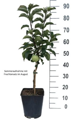 Zwergapfel Maloni® `Lilly´® Malus Domestica `Lilly´ -Deutschland Gartenbedarf Verkäufe 2024 Lilly weiss
