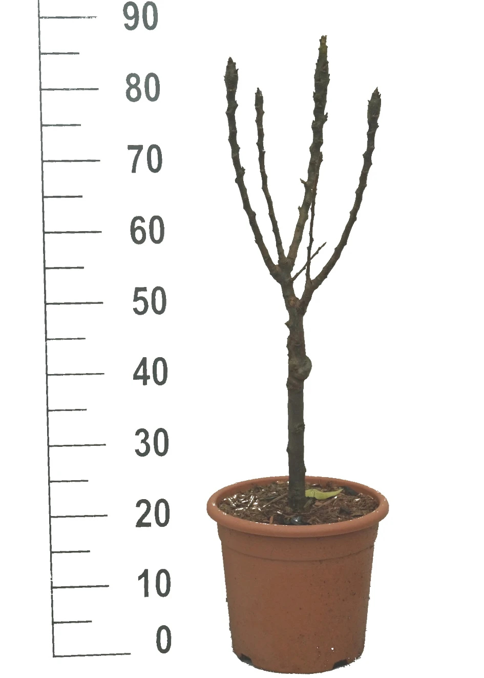 Zwergbirne `Luisa´ Pyrus Communis `Luisa´ 2 Zwergbirne `Luisa´ Pyrus Communis `Luisa´ – Bild 2