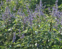 Mönchspfeffer Vitex Agnus Castus -Deutschland Gartenbedarf Verkäufe 2024 M nchpfeffer 3