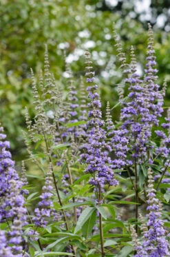 Mönchspfeffer Vitex Agnus Castus -Deutschland Gartenbedarf Verkäufe 2024 M nchspfeffer