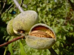 Dürkheimer Krachmandel Prunus Dulcis `Dürkheimer Krachmandel´