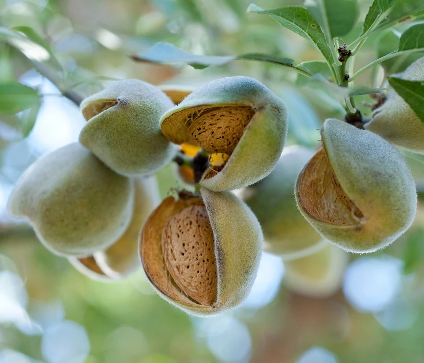 Fruchtmandel `Palatina®´ Prunus Amygdalus 1 Fruchtmandel `Palatina®´ Prunus Amygdalus