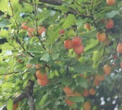 MilankaⓇ Bunte Kirschpflaume Prunus Cerasifera `Milanka´ -Deutschland Gartenbedarf Verkäufe 2024 Milanka Frucht