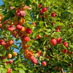 Mirabelle `Show Late´ Prunus Domestica Susp. Syriaca `Show Late´