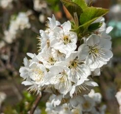 Zwergsauerkirsche Morellini Prunus Cerasus `Morellini´ -Deutschland Gartenbedarf Verkäufe 2024 Morellini Bl te 1