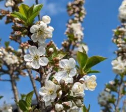 Zwergsauerkirsche Morellini Prunus Cerasus `Morellini´ -Deutschland Gartenbedarf Verkäufe 2024 Morellini Bl te0990A9bUHZmab