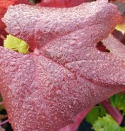 Blauer Muskateller Vitis `Blauer Muskateller´ -Deutschland Gartenbedarf Verkäufe 2024 Muskateller herbstf rbung