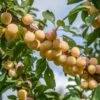 Mirabelle Von Nancy Prunus Domestica Subsp. Syriaca `Nancymirabelle´
