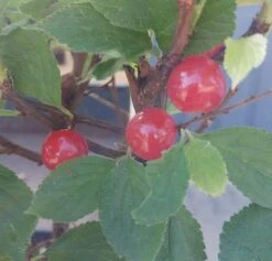 Nankingkirsche `Orient´ Prunus Tomentosa Orient 6 Nankingkirsche `Orient´ Prunus Tomentosa Orient -Deutschland Gartenbedarf Verkäufe 2024 Nankingkirsche Frucht