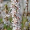Nankingkirsche `Orient´ Prunus Tomentosa Orient